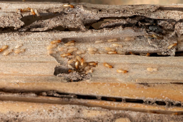 Professional Pest Control in Logan, UT